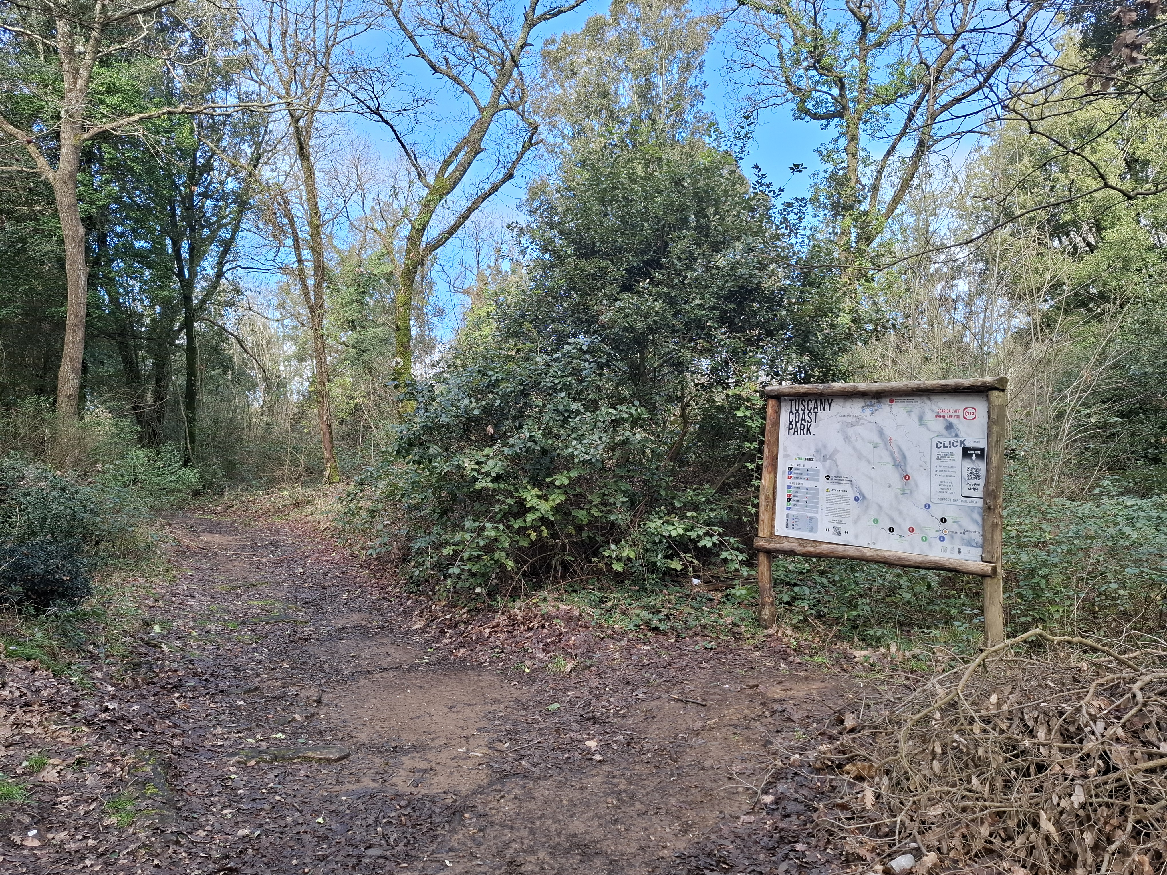photo of forest in sassetta 