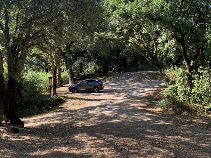 photo of forest in sassetta 